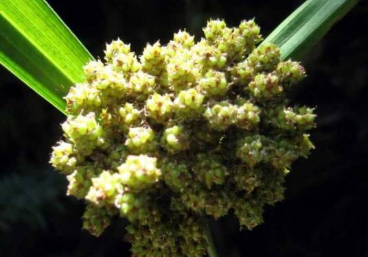 割鸡芒属_百度百科