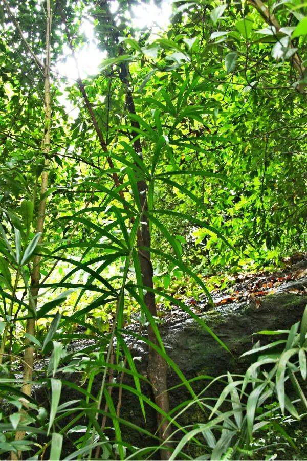  p>高毛鳞省藤(学名:calamus hoplites dunn),棕榈科省藤属植物,直立