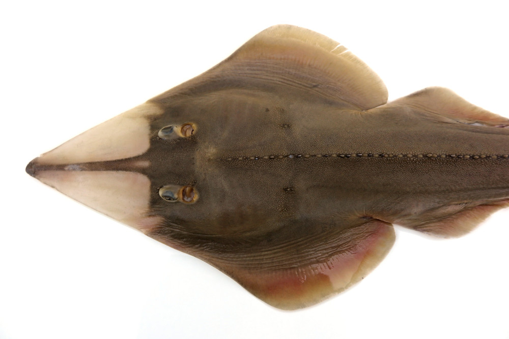 颗粒蓝吻犁头鳐