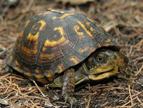  p data-id="gnbtym2t6a">卡罗莱纳箱龟(学名