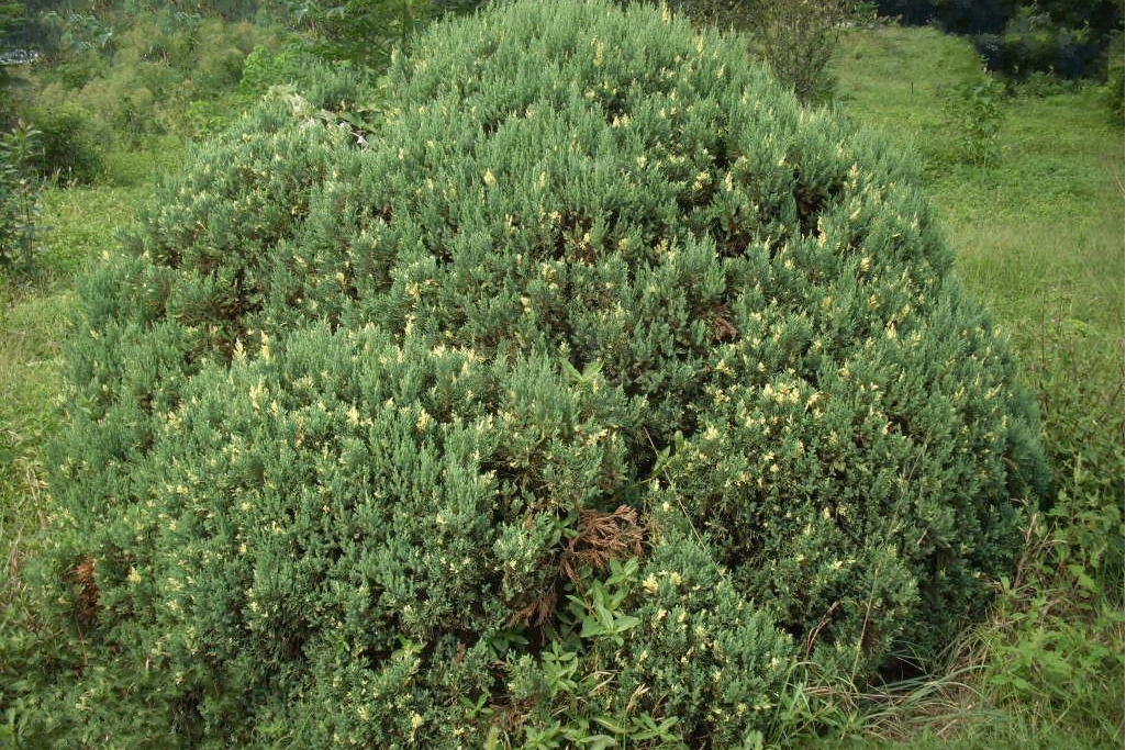  p>球柏(学名: i>juniperus chinensis globosa /i>)是柏科,圆柏属