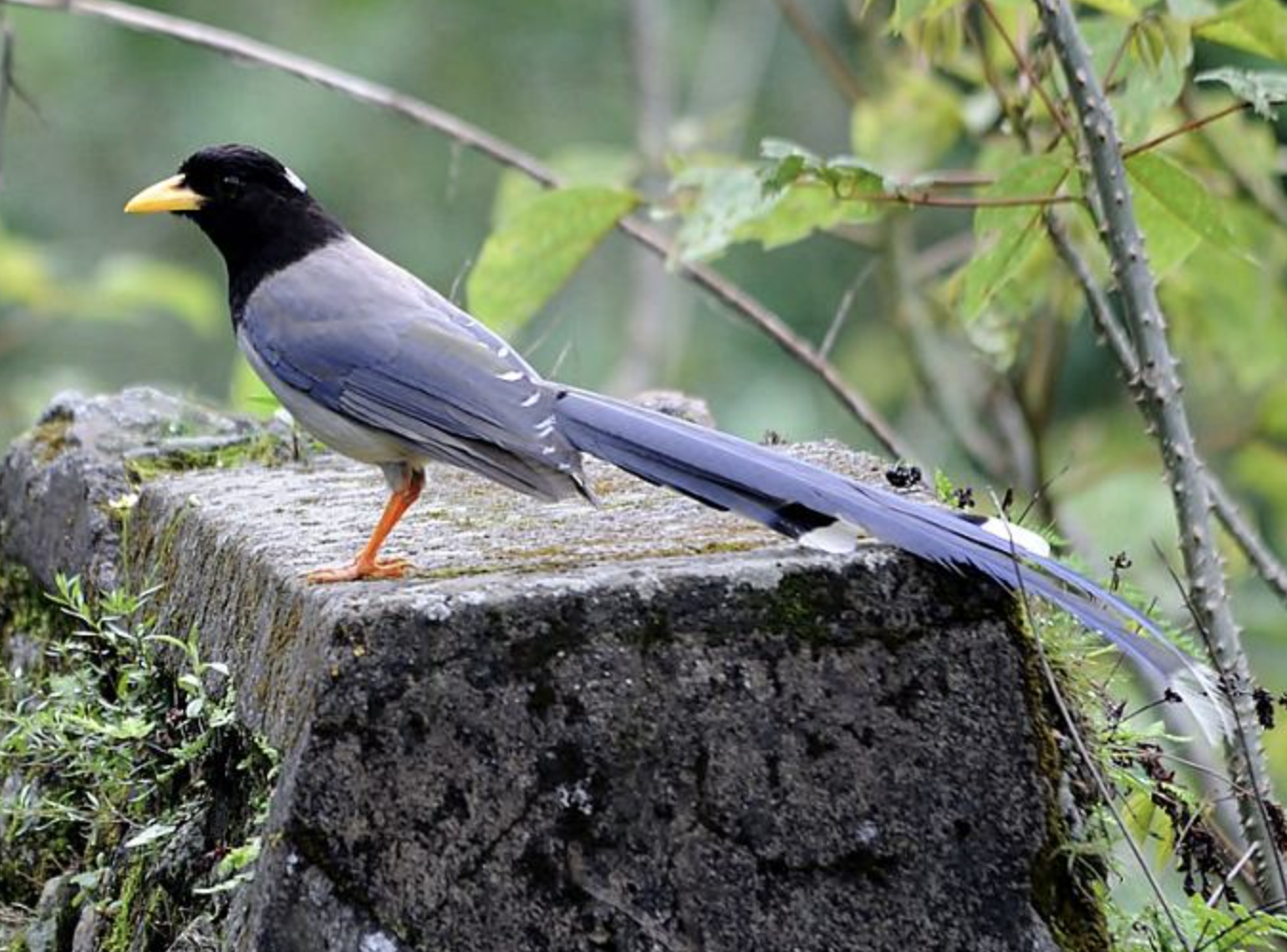 大型鸦类,体长45-69厘米.