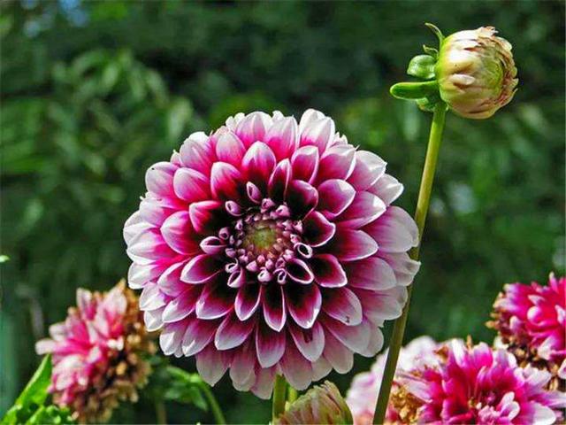 别听这3种花名字土 确实花中佼佼者 开花美花瓣一层叠一层 百科ta说