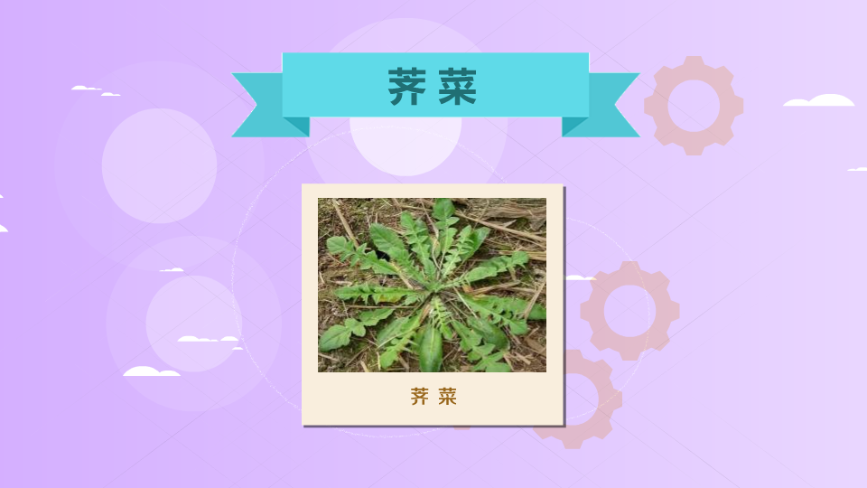 荠菜:又名扁锅铲菜