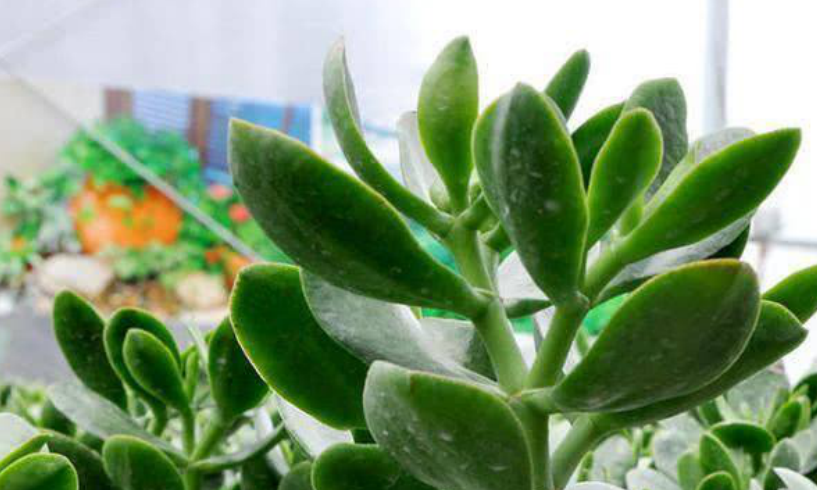 玉树（景天科植物）_百度百科