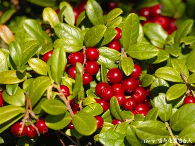 北国红豆 蔓越莓 可以连续结果几十年 养不活主要是气候原因 百科ta说