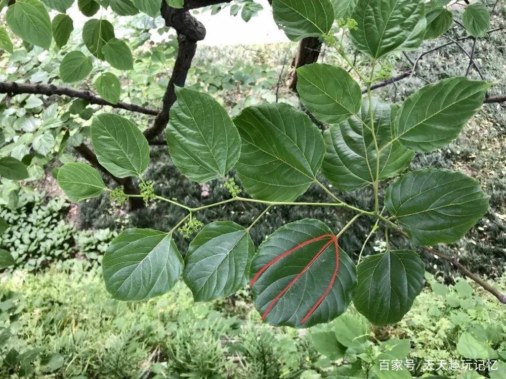 这种果实你见过吗？儿时的记忆《拐枣》_百科TA说