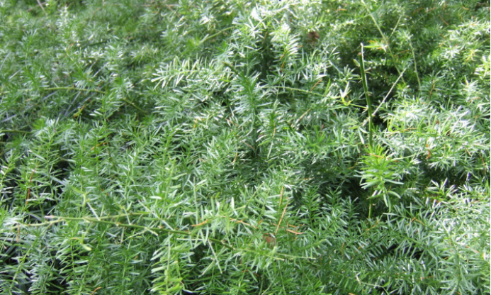 天门冬（百合科天门冬属植物）_百度百科