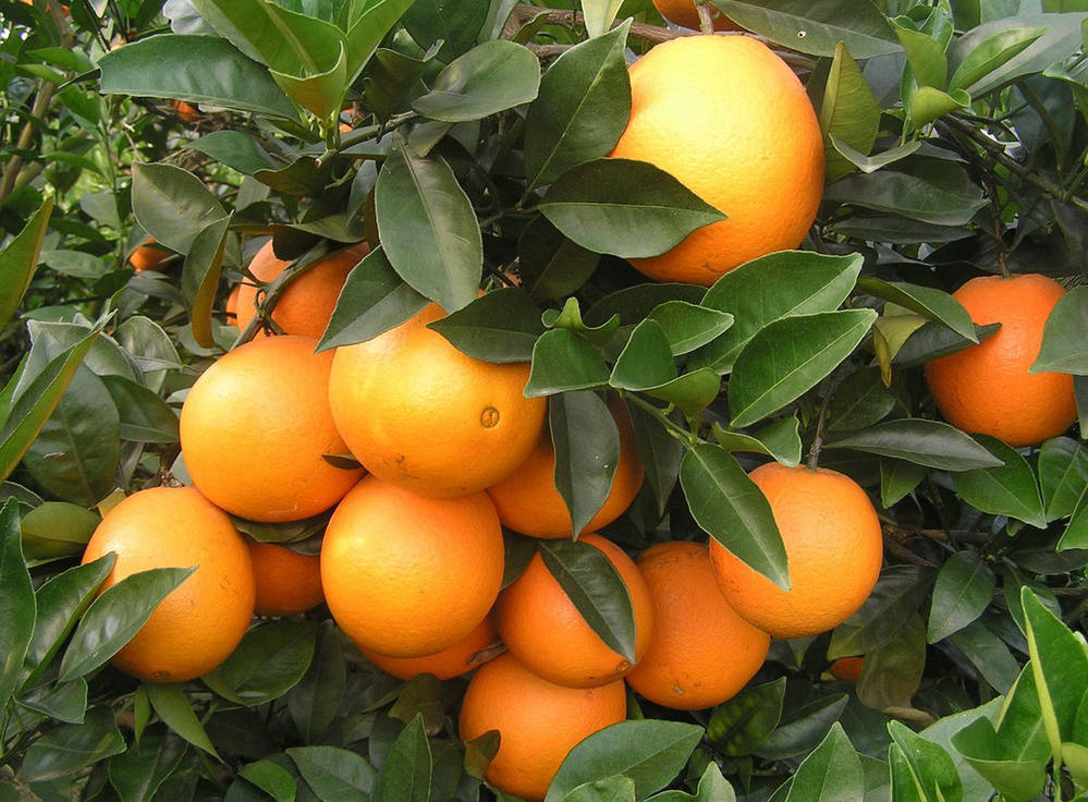  p data-id="gnt7ifly3m">甜橙,芸香科柑橘属乔木植物,甜橙树枝少刺或