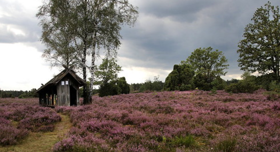 吕讷堡石南草原(德语:lüneburger heide),是德国下萨克森州的一个