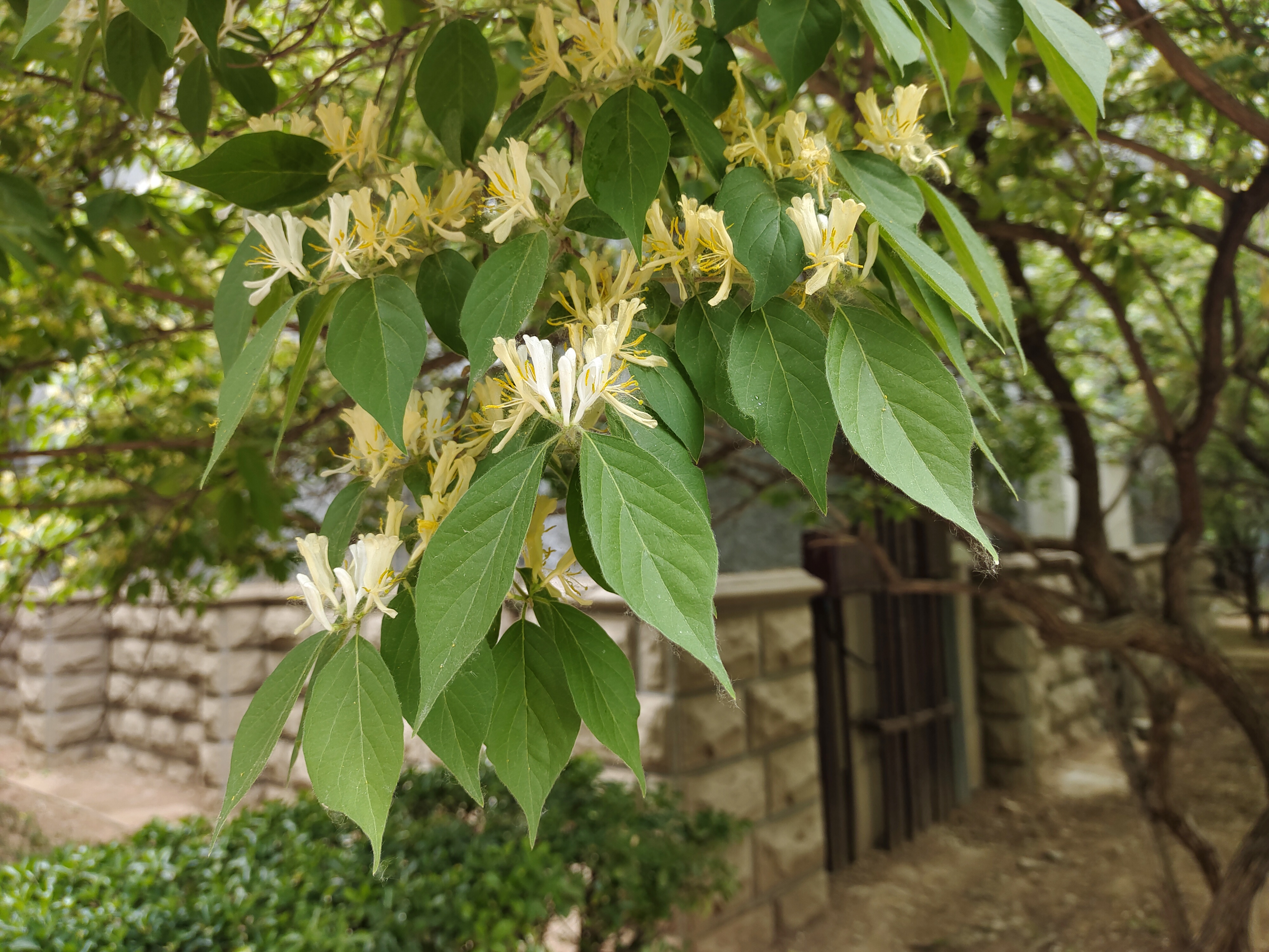 lonicera maackii
