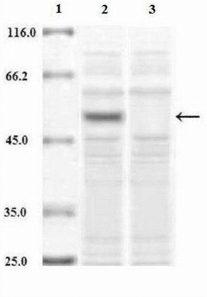 一种耐酸性高温α-淀粉酶及其基因,工程菌和制备方法