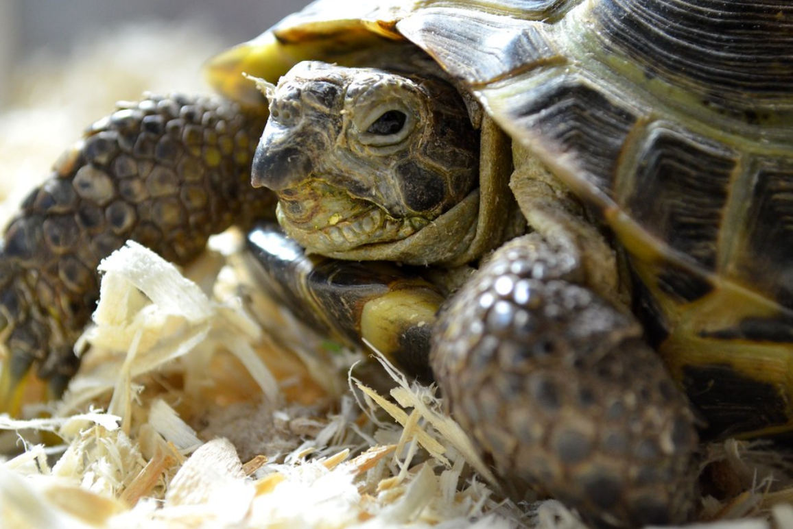  p>四爪陆龟( i>testudo horsfieldii /i>):又叫草原龟,是爬行纲,陆龟