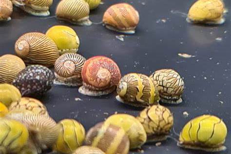 螺塔明显,壳表为黄色具有许多黑色细肋,有时细肋上亦有黄色的条纹