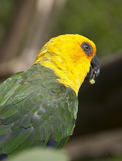 詹代亚锥尾鹦鹉