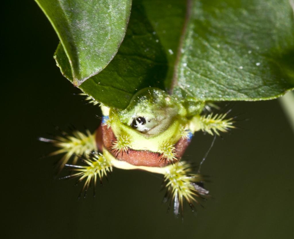  p>黄刺蛾, i>cnidocampa flavescens /i>(walker),属 a href="#"