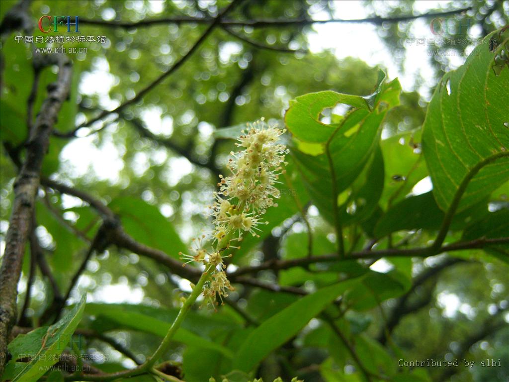 为使君子科植物诃子 i>terminalia chebula /i> retz.