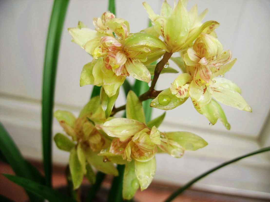 id="tmigtbxf36zm">岭南奇蝶,1996年初发现于粤东山区大南山脉的兰 