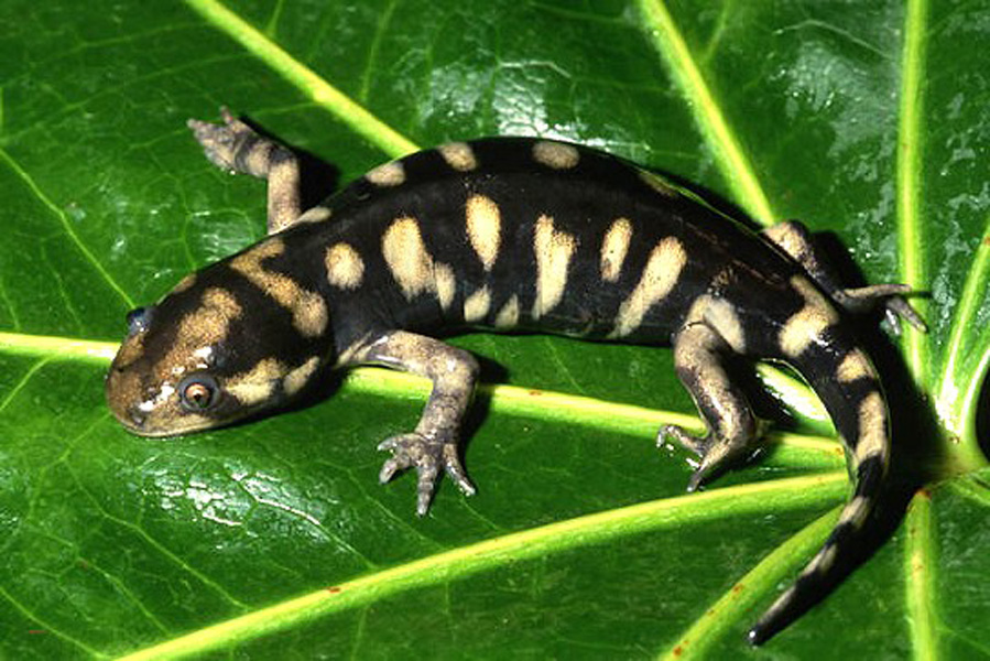 又名东部虎皮蝾螈,全长180-200mm,亦有长达330mm的记录,为陆生有尾类