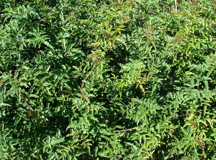  p>多花素馨(学名: i>jasminum polyanthum /i>  franch.