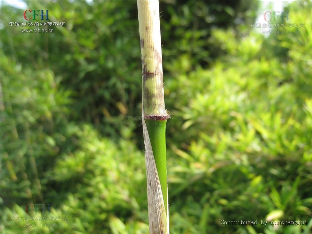  p>竹,又名竹子.品种繁多,有毛竹,麻竹,箭竹等.