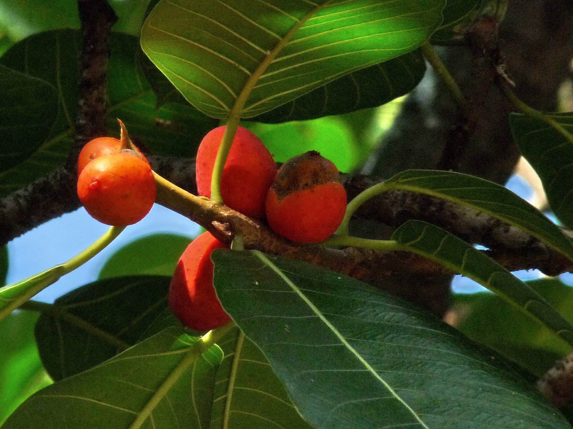  p>枕果榕(学名: i>ficus drupacea /i> thunb.