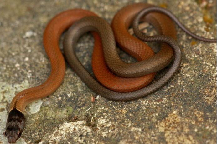 俗名 a href="#" data-lemmaid="6394667">黑头蛇 /a>