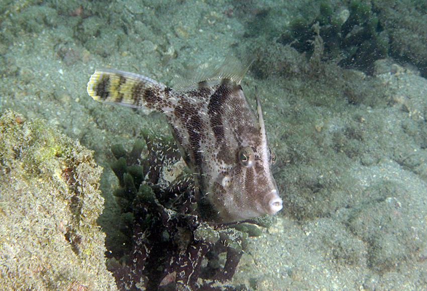  p>中华单角鲀( i>monacanthus chinensis  /i>(osbeck, 1765) 是单棘