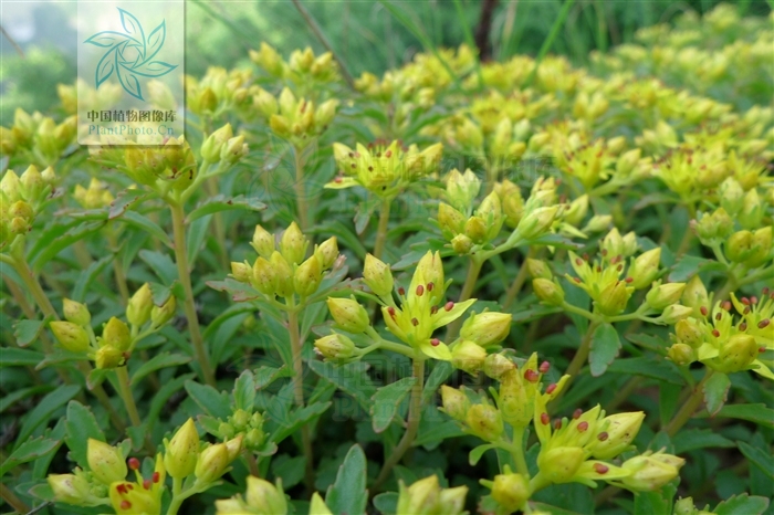  p>细叶景天,是 a target="_blank" href="/item/双子叶植物纲">双子