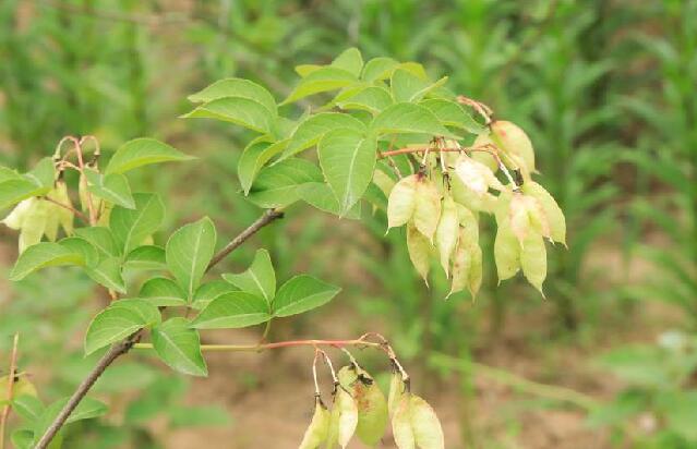 是省沽油科省沽油属植物.