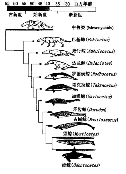古生物演化_百度百科