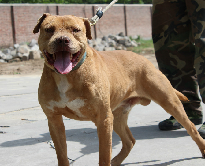  p>比特犬(american pit bull terrier)是一种集优美的体型,发达的