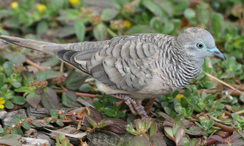 它们体形小巧,长尾有白色羽缘