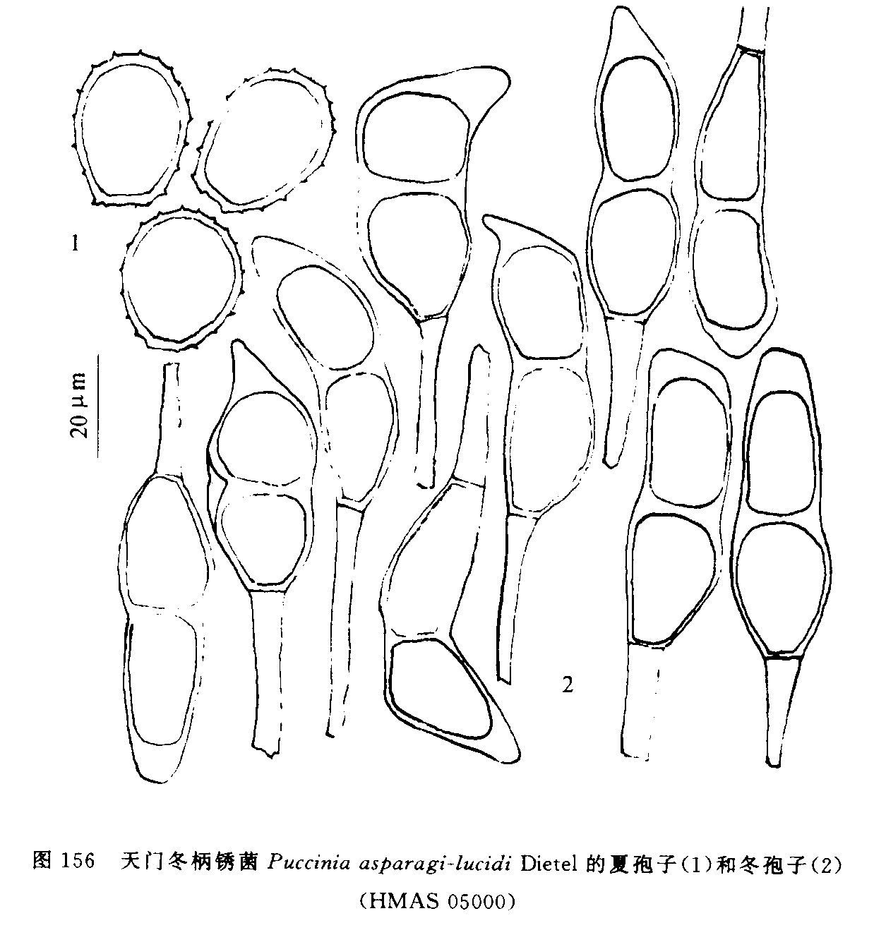  p>本词条介绍锈菌目.