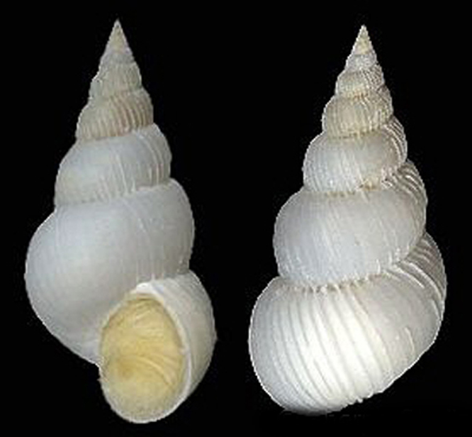 epitonium irregularis