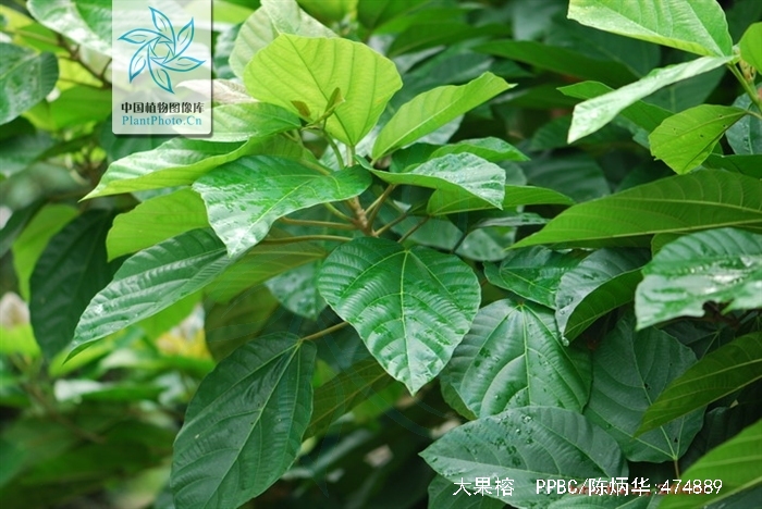  p>大果榕(学名: i>ficus auriculata  /i>lour.