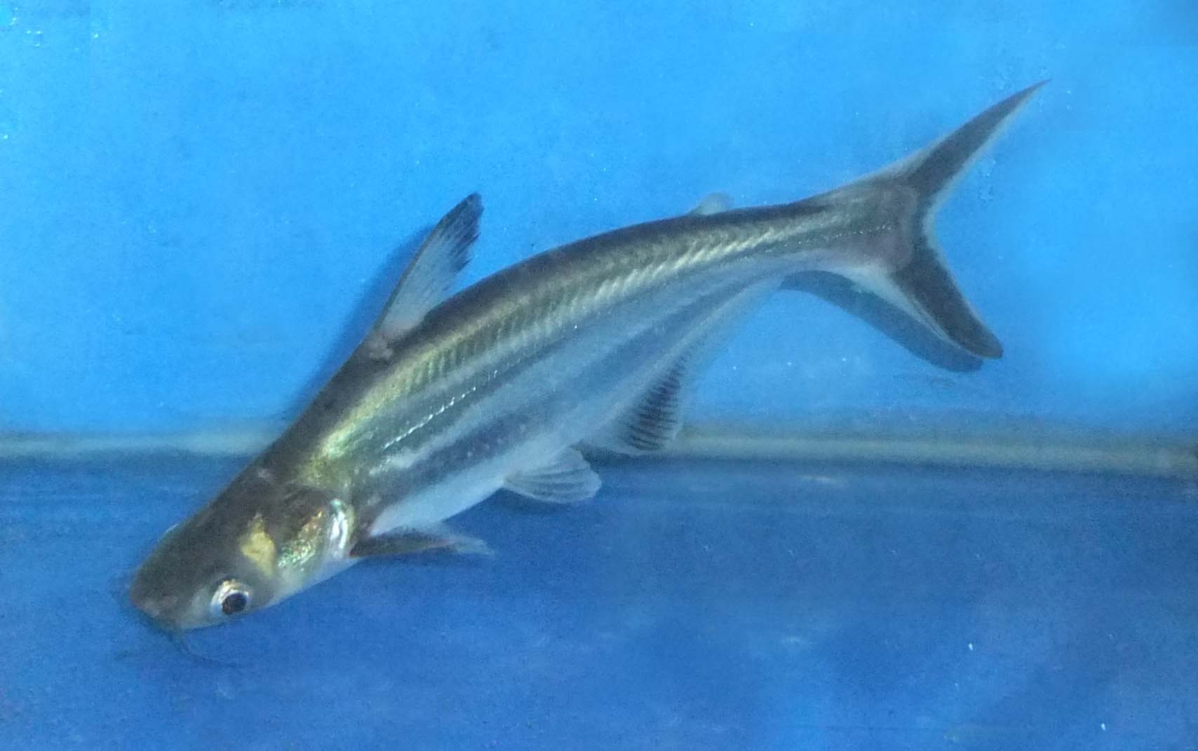 蓝鲨热带鱼