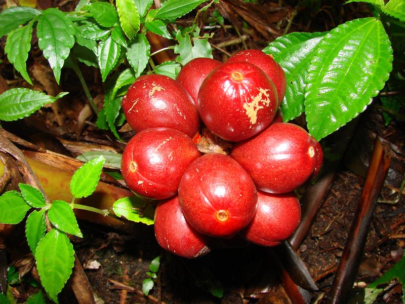  p>草果(学名: i>amomum tsaoko /i> crevost et lemarie)是姜科,豆蔻