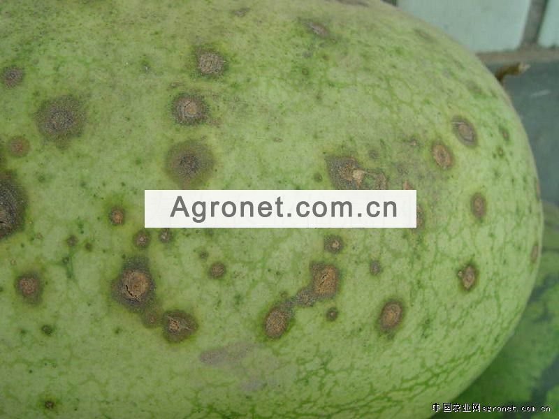 甜瓜炭疽病