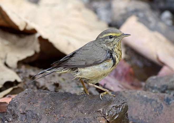 phylloscopus griseolus blyth