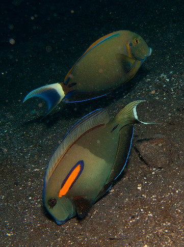  p>橙斑刺尾鱼(学名: i>acanthurus olivaceus /i>),又称一字刺尾鲷