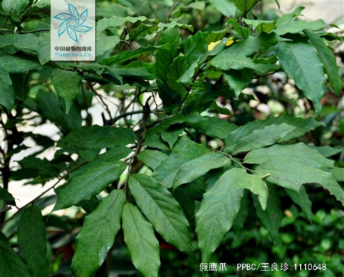 假鹰爪