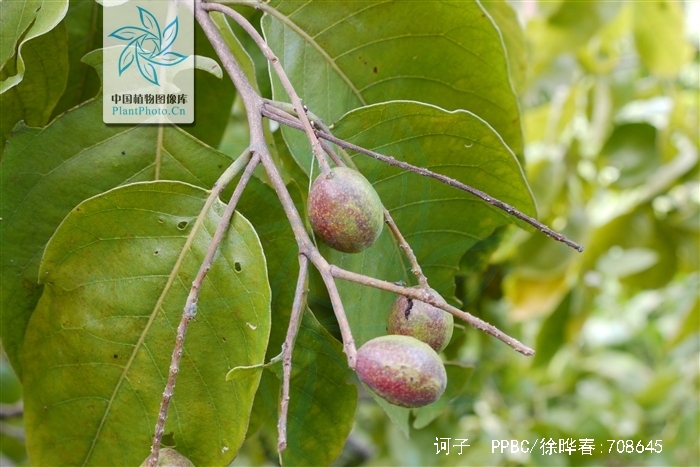 为使君子科植物诃子 i>terminalia chebula /i> retz.