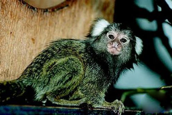  p>白耳狨(callithrix (callithrix) aurita)是生活