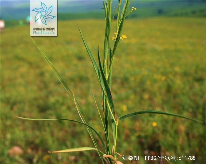  p>红柴胡( i>bupleurum scorzonerifolium /i> willd),又名狭叶柴胡