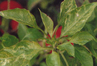 甜椒黄化条斑病毒病