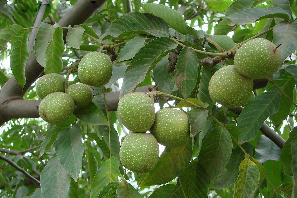  p>美国山核桃(学名: i>carya illinoinensis   /i>(wangenh.) k.