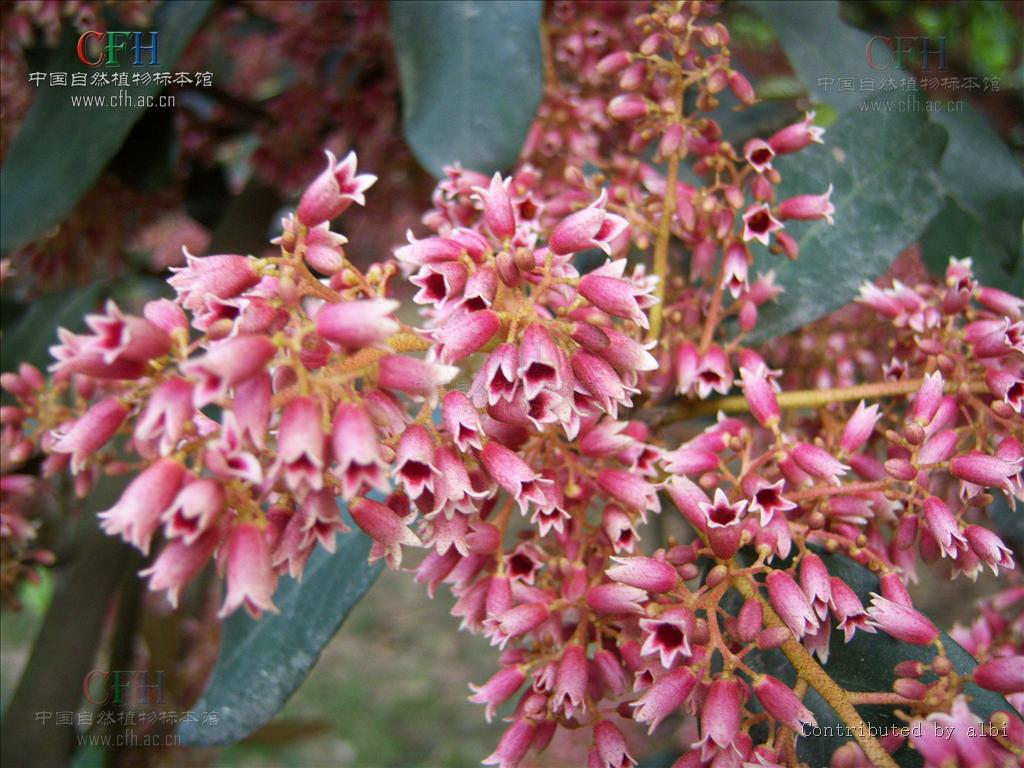  p>五桠果亚纲 (dilleniidae)是 a href="#" data-lemmaid="3515653">