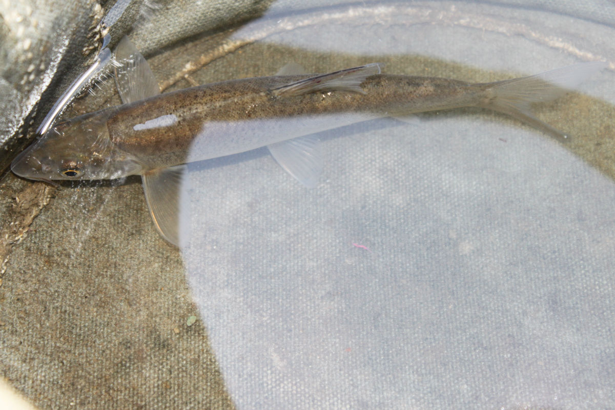  p data-id="gnwlhqcxyt">青海湖裸鲤(学名: i>gymnocypris