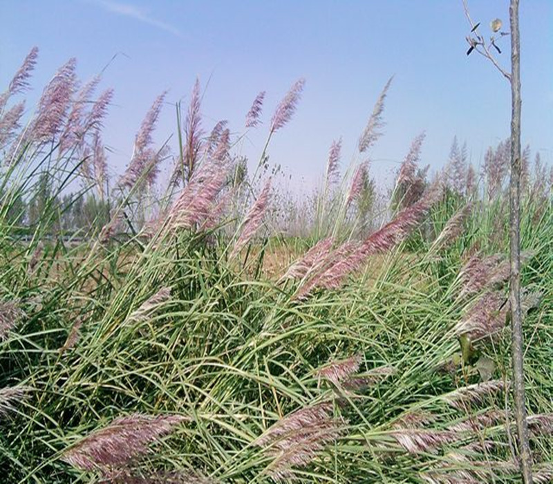  p>南荻(学名: i>triarrhena lutarioriparia  /i>l.